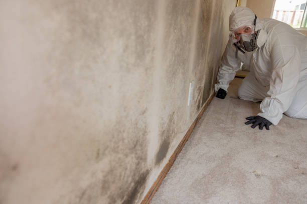 Trezevant, TN Mold Removal Company